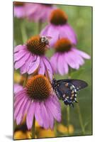 Pipevine Swallowtail on Purple Coneflower, Marion, Illinois, Usa-Richard ans Susan Day-Mounted Photographic Print