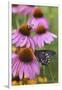 Pipevine Swallowtail on Purple Coneflower, Marion, Illinois, Usa-Richard ans Susan Day-Framed Photographic Print