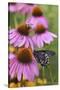 Pipevine Swallowtail on Purple Coneflower, Marion, Illinois, Usa-Richard ans Susan Day-Stretched Canvas