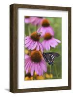 Pipevine Swallowtail on Purple Coneflower, Marion, Illinois, Usa-Richard ans Susan Day-Framed Photographic Print