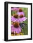 Pipevine Swallowtail on Purple Coneflower, Marion, Illinois, Usa-Richard ans Susan Day-Framed Photographic Print