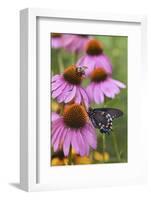 Pipevine Swallowtail on Purple Coneflower, Marion, Illinois, Usa-Richard ans Susan Day-Framed Photographic Print