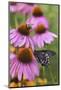 Pipevine Swallowtail on Purple Coneflower, Marion, Illinois, Usa-Richard ans Susan Day-Mounted Photographic Print