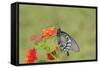 Pipevine Swallowtail on Red Spread Lantana, Marion Co. Il-Richard ans Susan Day-Framed Stretched Canvas