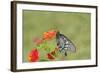 Pipevine Swallowtail on Red Spread Lantana, Marion Co. Il-Richard ans Susan Day-Framed Photographic Print