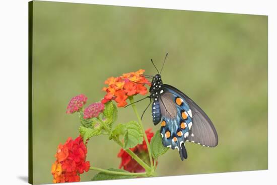 Pipevine Swallowtail on Red Spread Lantana, Marion Co. Il-Richard ans Susan Day-Stretched Canvas
