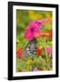 Pipevine Swallowtail on Red Spread Lantana, Marion Co. Il-Richard ans Susan Day-Framed Photographic Print