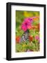 Pipevine Swallowtail on Red Spread Lantana, Marion Co. Il-Richard ans Susan Day-Framed Photographic Print