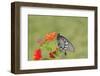 Pipevine Swallowtail on Red Spread Lantana, Marion Co. Il-Richard ans Susan Day-Framed Photographic Print