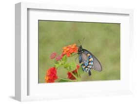 Pipevine Swallowtail on Red Spread Lantana, Marion Co. Il-Richard ans Susan Day-Framed Photographic Print