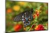 Pipevine Swallowtail on Red Spread Lantana, Marion, Illinois, Usa-Richard ans Susan Day-Mounted Photographic Print