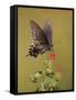 Pipevine Swallowtail, Texas, USA-Larry Ditto-Framed Stretched Canvas