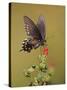Pipevine Swallowtail, Texas, USA-Larry Ditto-Stretched Canvas