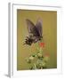 Pipevine Swallowtail, Texas, USA-Larry Ditto-Framed Photographic Print