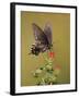 Pipevine Swallowtail, Texas, USA-Larry Ditto-Framed Photographic Print