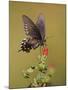 Pipevine Swallowtail, Texas, USA-Larry Ditto-Mounted Photographic Print