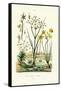 Pipewort, 1833-39-null-Framed Stretched Canvas