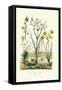 Pipewort, 1833-39-null-Framed Stretched Canvas