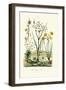 Pipewort, 1833-39-null-Framed Giclee Print