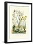 Pipewort, 1833-39-null-Framed Giclee Print