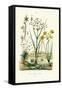 Pipewort, 1833-39-null-Framed Stretched Canvas