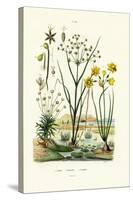 Pipewort, 1833-39-null-Stretched Canvas