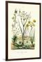 Pipewort, 1833-39-null-Framed Giclee Print