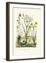 Pipewort, 1833-39-null-Framed Giclee Print