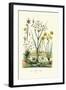 Pipewort, 1833-39-null-Framed Giclee Print