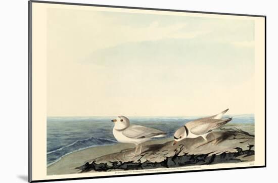 Piping Plover-null-Mounted Poster