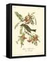 Pipiry Flycatcher-John James Audubon-Framed Stretched Canvas