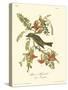 Pipiry Flycatcher-John James Audubon-Stretched Canvas