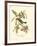 Pipiry Flycatcher-John James Audubon-Framed Art Print