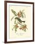 Pipiry Flycatcher-John James Audubon-Framed Art Print