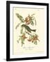 Pipiry Flycatcher-John James Audubon-Framed Art Print