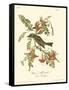 Pipiry Flycatcher-John James Audubon-Framed Stretched Canvas