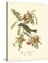 Pipiry Flycatcher-John James Audubon-Stretched Canvas