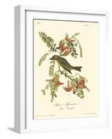 Pipiry Flycatcher-John James Audubon-Framed Art Print