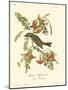 Pipiry Flycatcher-John James Audubon-Mounted Art Print
