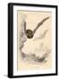 Pipistrelle Bat (Pipistrellus Pipistrellu), 1828-null-Framed Giclee Print