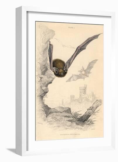 Pipistrelle Bat (Pipistrellus Pipistrellu), 1828-null-Framed Giclee Print