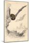 Pipistrelle Bat (Pipistrellus Pipistrellu), 1828-null-Mounted Giclee Print