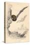 Pipistrelle Bat (Pipistrellus Pipistrellu), 1828-null-Stretched Canvas