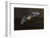 Pipistrelle Bat (Pipistrellus Pipistrellus) Flying on Wooden Ceiling of House in Darkness-Rudmer Zwerver-Framed Photographic Print