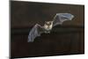 Pipistrelle Bat (Pipistrellus Pipistrellus) Flying on Wooden Ceiling of House in Darkness-Rudmer Zwerver-Mounted Photographic Print