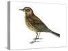 Pipit (Anthus Spinoletta), Birds-Encyclopaedia Britannica-Stretched Canvas