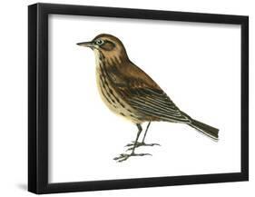 Pipit (Anthus Spinoletta), Birds-Encyclopaedia Britannica-Framed Poster