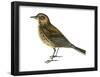 Pipit (Anthus Spinoletta), Birds-Encyclopaedia Britannica-Framed Poster