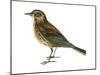 Pipit (Anthus Spinoletta), Birds-Encyclopaedia Britannica-Mounted Poster