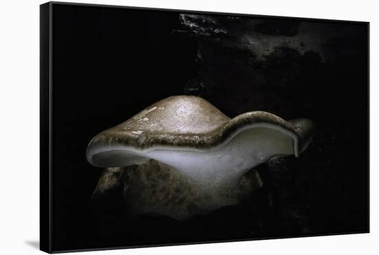 Piptoporus Betulinus (Birch Polypore, Birch Bracket, Razor Strop Fungus)-Paul Starosta-Framed Stretched Canvas